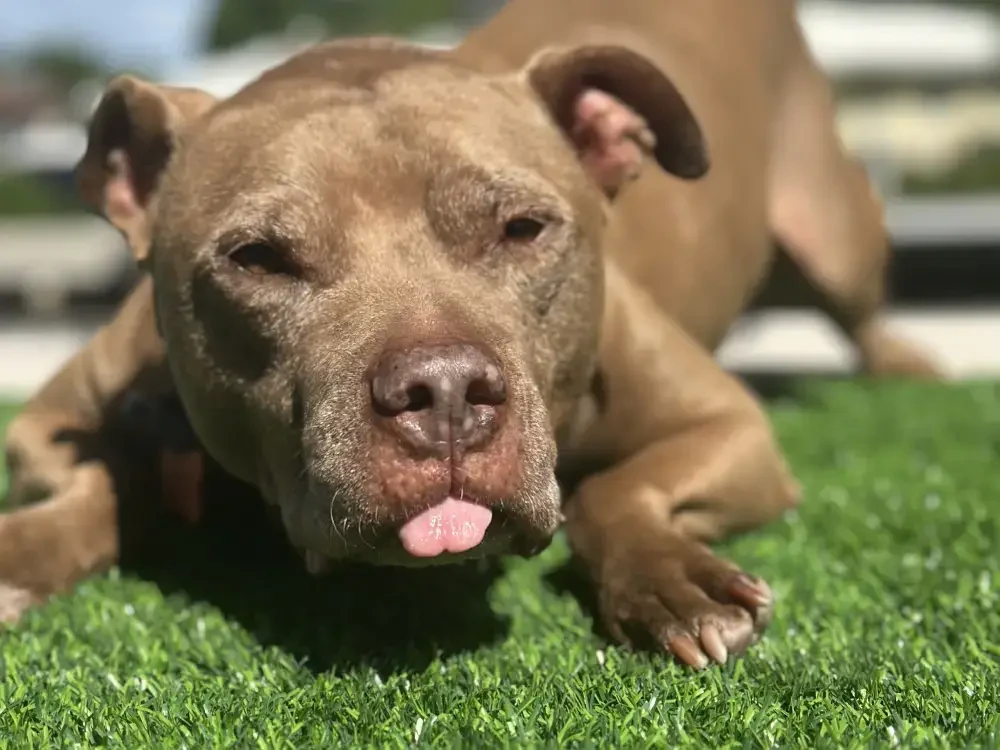 Broward Animal Rescue