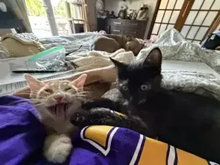 Broward Animal Rescue
