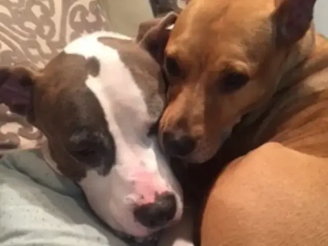 Dozer & Penny